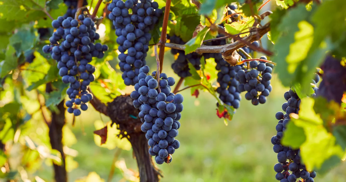 Inline-bilder Gårdsförsäljning och alkohol – vad gäller i Sverige.png